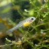 A tiny larva showing what is a baby fish called in its earliest yolk-sac stage