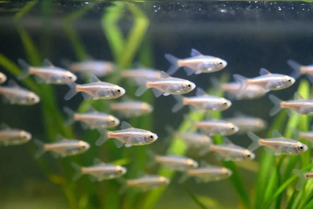 A group or school of small fry swimming together, explaining what is a baby fish called at this active stage